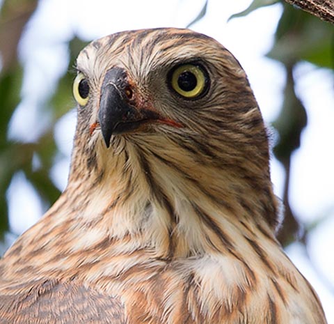 Gabar Goshawk juvenile